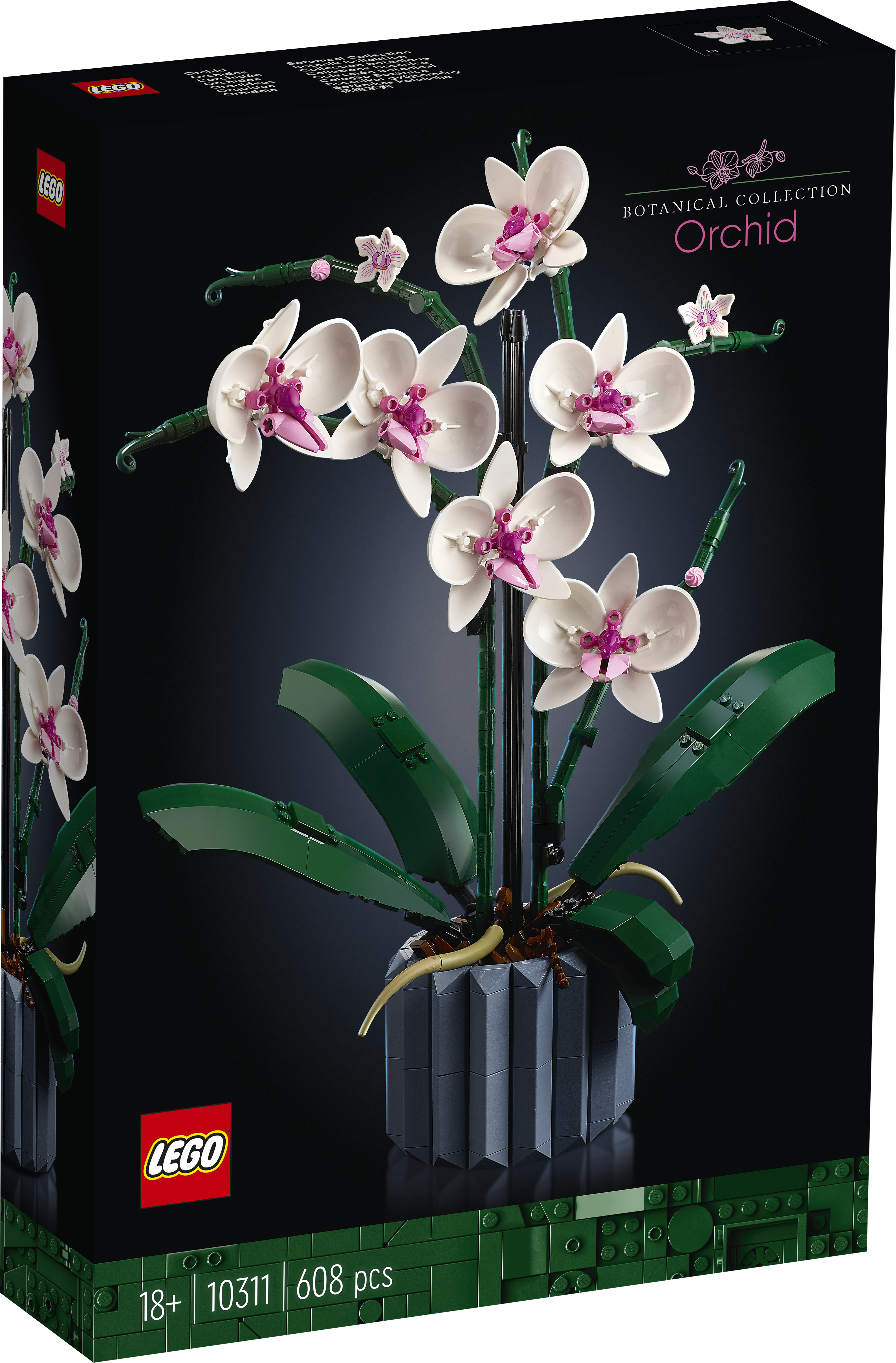 Orchidee