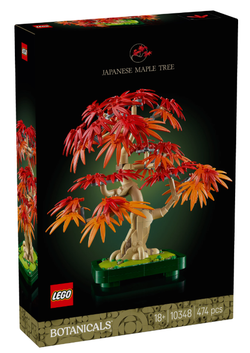 Japanischer Roter Ahorn – Bonsai-Baum