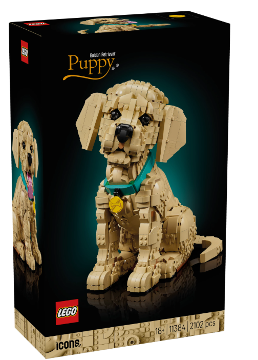 Golden Retriever Welpe
