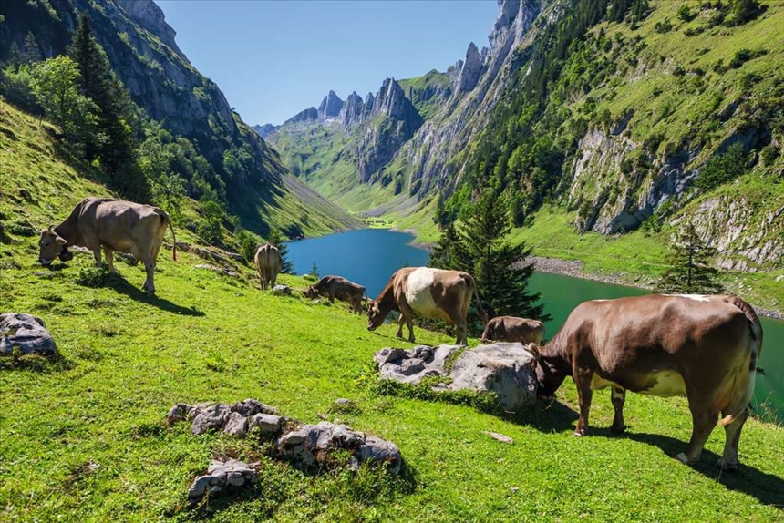 F&amp;#228;lensee