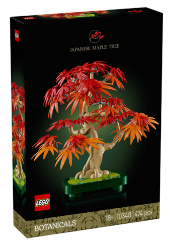 Japanischer Roter Ahorn – Bonsai-Baum