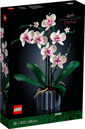 Orchidee