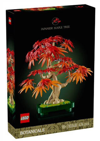 Japanischer Roter Ahorn – Bonsai-Baum