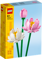 Lotusblumen