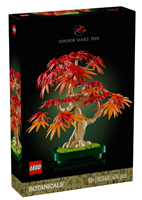 Japanischer Roter Ahorn – Bonsai-Baum